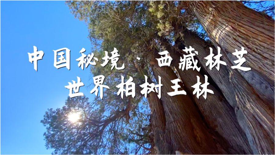 了解如果遭遇了家庭暴力该如何保护自己?,加入知识星球平台